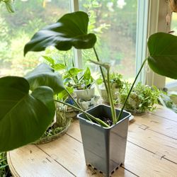 Monstera Plant Table Size 