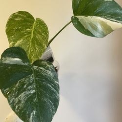 [Pickup by 10/29] Monstera Albo #A