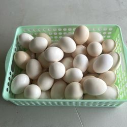  Huevo Fresco. Estaré Vendiendo, 