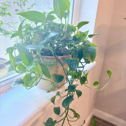 Jade Green Pothos Plant In Ceramic 