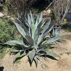 Free Blue American Agave Plants