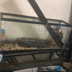Fish Tank 