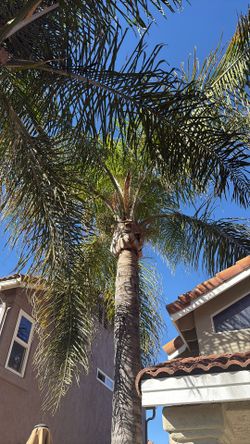 Two Mature Palm Trees FREE!!!