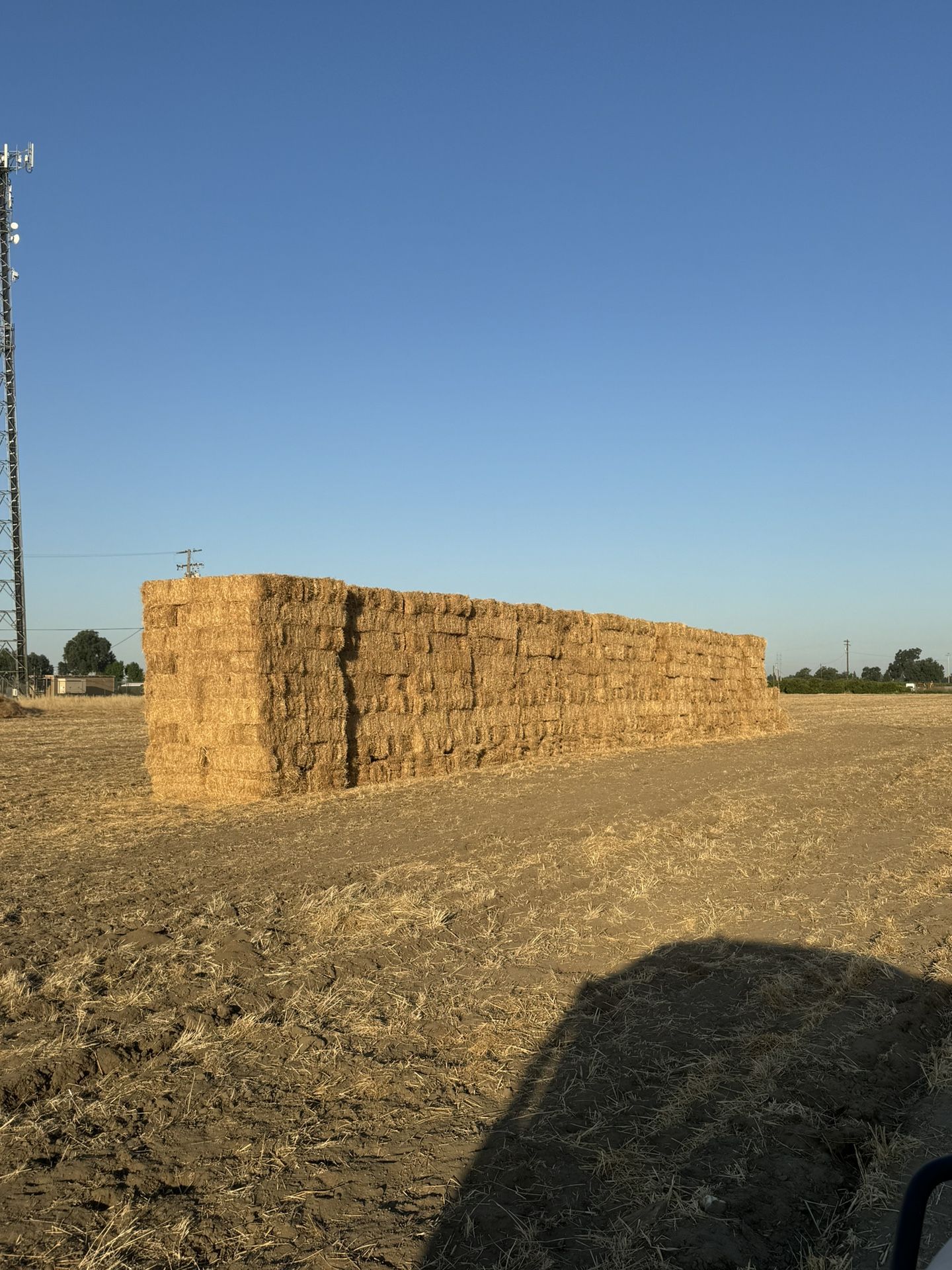 Hay