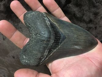 Megaladon Tooth RARE and in Prestine shape