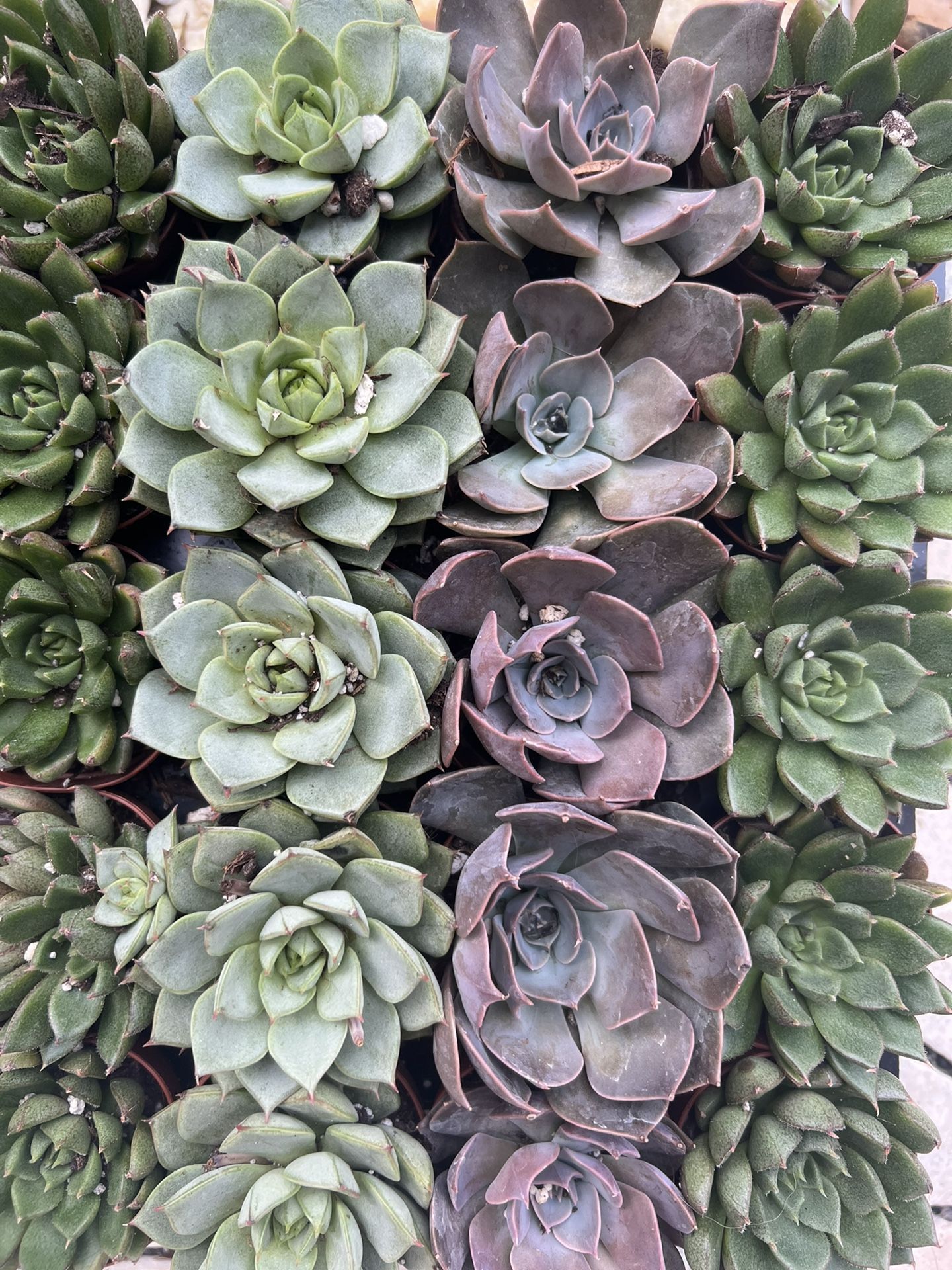 Premium Echeveria Succulents 2”