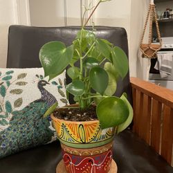 Chinese Money Plant