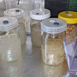 Quart Size Mason Jars With Myco Lids LOCAL PICKUP ONLY