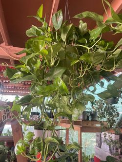 HERMOSAS PLANTAS NATURALES “POTHOS PLANT”