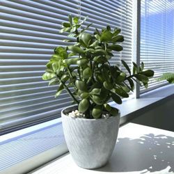 16 Inch Pitted Faux Jade Plant 