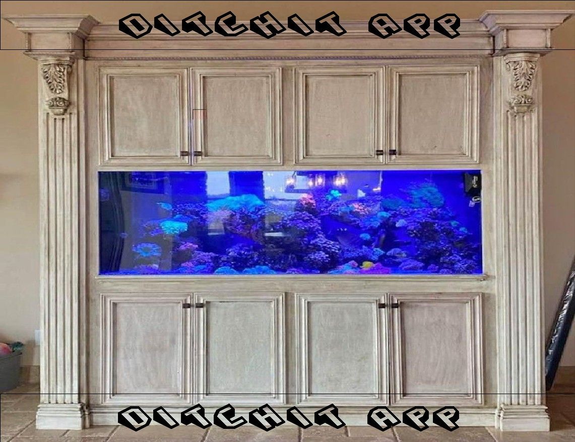 Oversized Fish Tank Spacious & Captivating