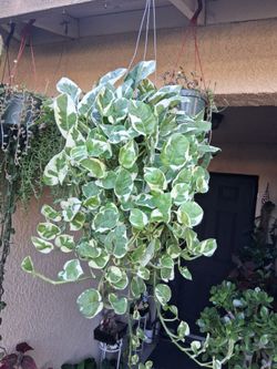 Large N'Joy Pothos Plant $35