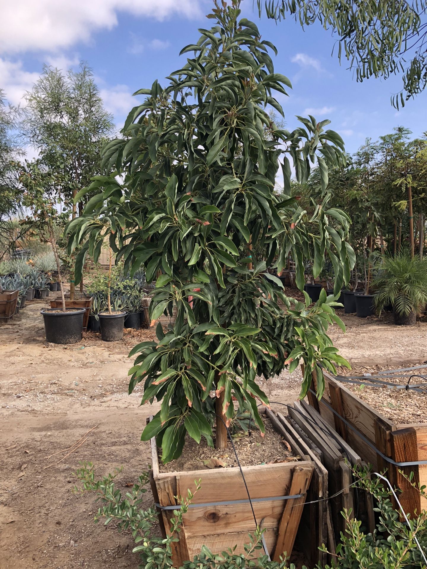 Wurtz Little Cardo Avocado Tree 24” Box