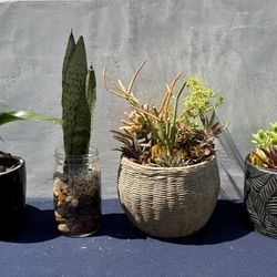 4 succulent arrangements Snake plant Orchid in ceramic pots + jar