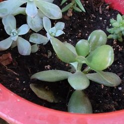 Planta