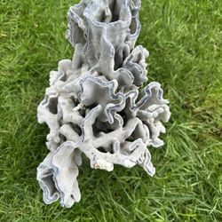 Rare Blue Coral 