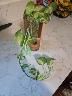 Plant propagation