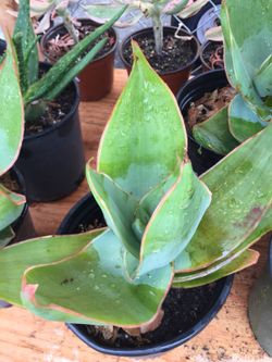 Aloe