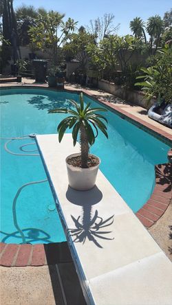 Madagascar, Palm