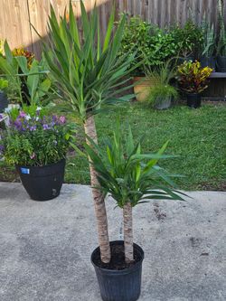 Yucca full sun