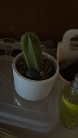 Cactus