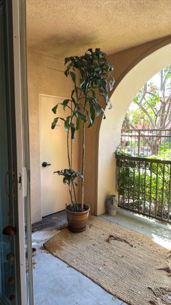 Tropical plant