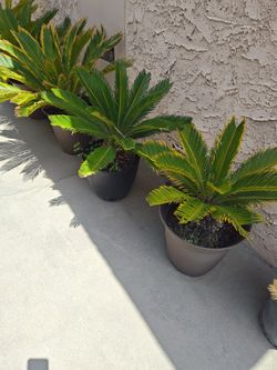 Plant