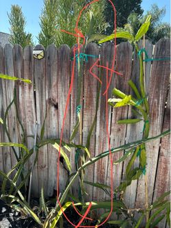 Sugar Dragon Dragón Fruit Plant around 6ft-$22