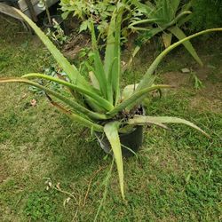 Aloevera 3 Galon  Pot