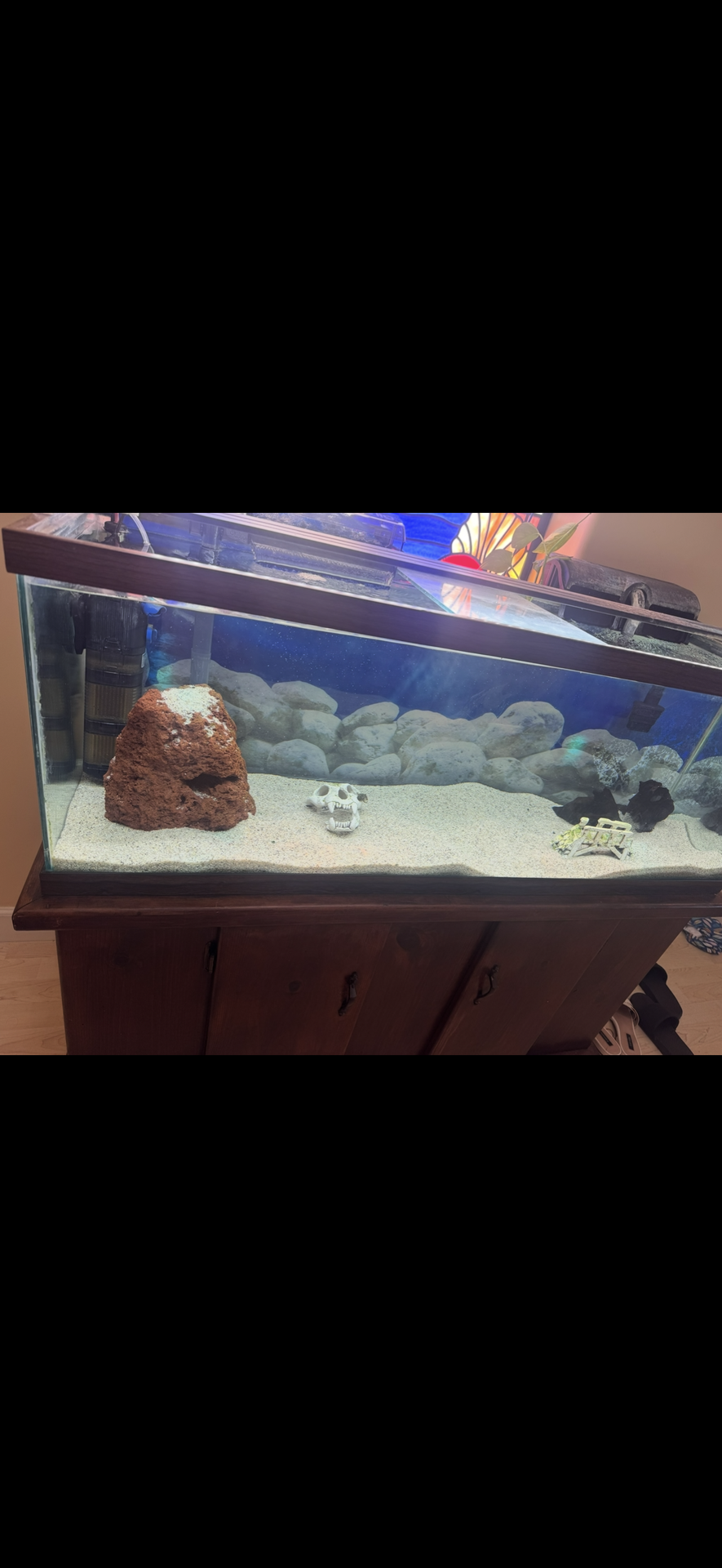 Freshwater Fish tank with fish and decor