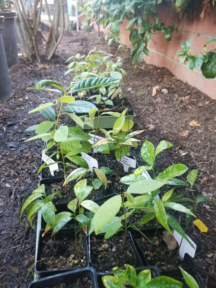 Lychee, Loquat and Cherimoya seedlings