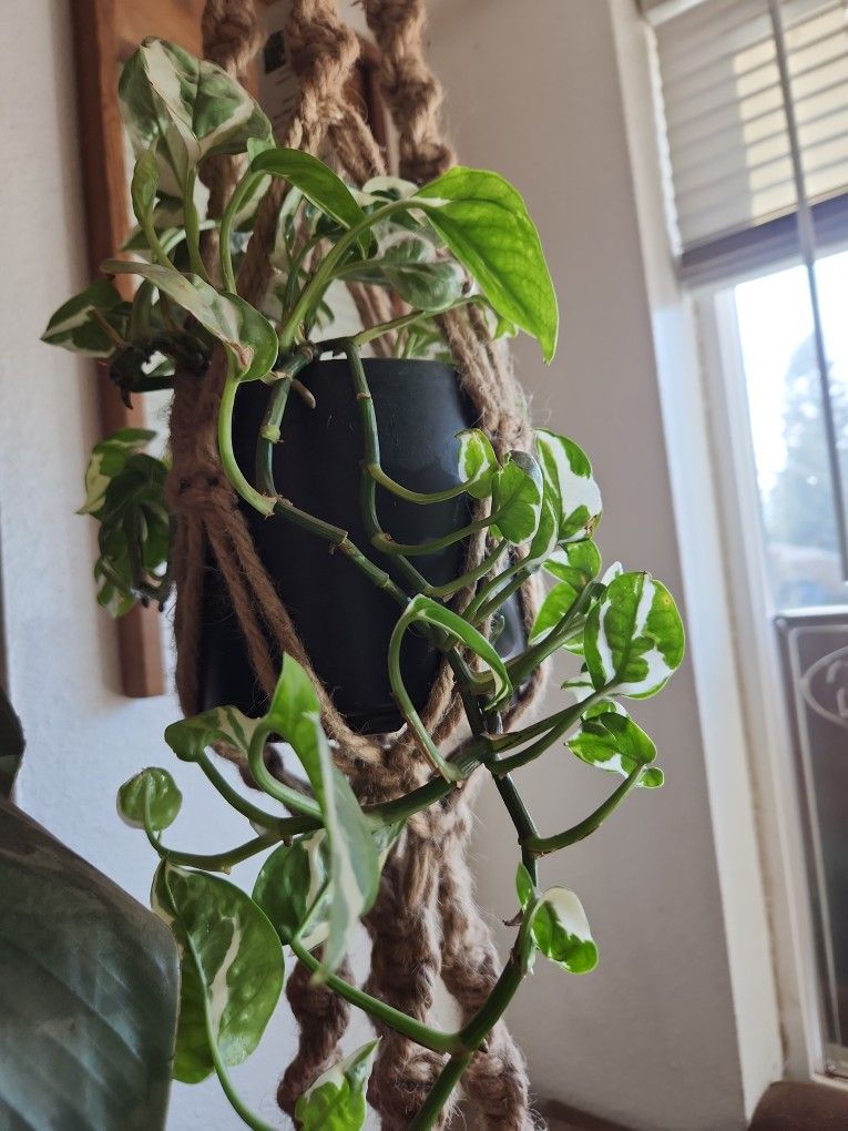 Macrame Plant Hanger