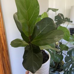 Fiddle Leaf Fig House Plant 