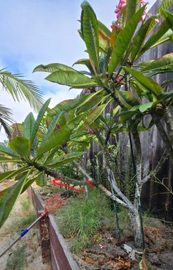 Plumeria cutting