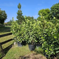 Clusias Over 5 Feet Tall Instant Privacy Hedge For Fence  