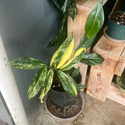 Varigated ZZ Plant 