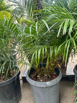 Phoenix roebelenii, dwarf date palm, pygmy date palm, miniature date palm or robellini palm tree