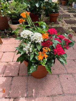Perennial arrangement