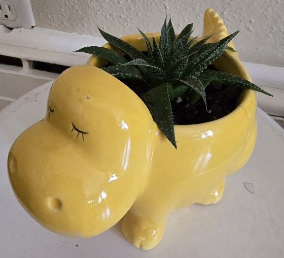 Succulent In A Cute Hippo Ceramic Planter With New Baby Plant Growing $7. Pick-up In Aurora.