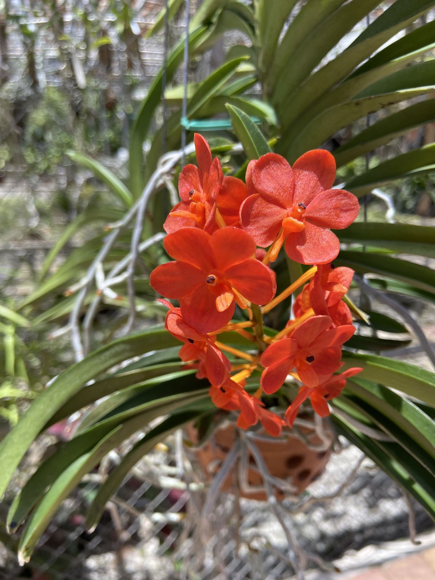 Blooming Vanda Orchid