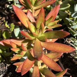 Succulents Plants 4”pot 