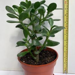 Money tree Jade plant - Crassula ovata Plant - 8-15” (Height )