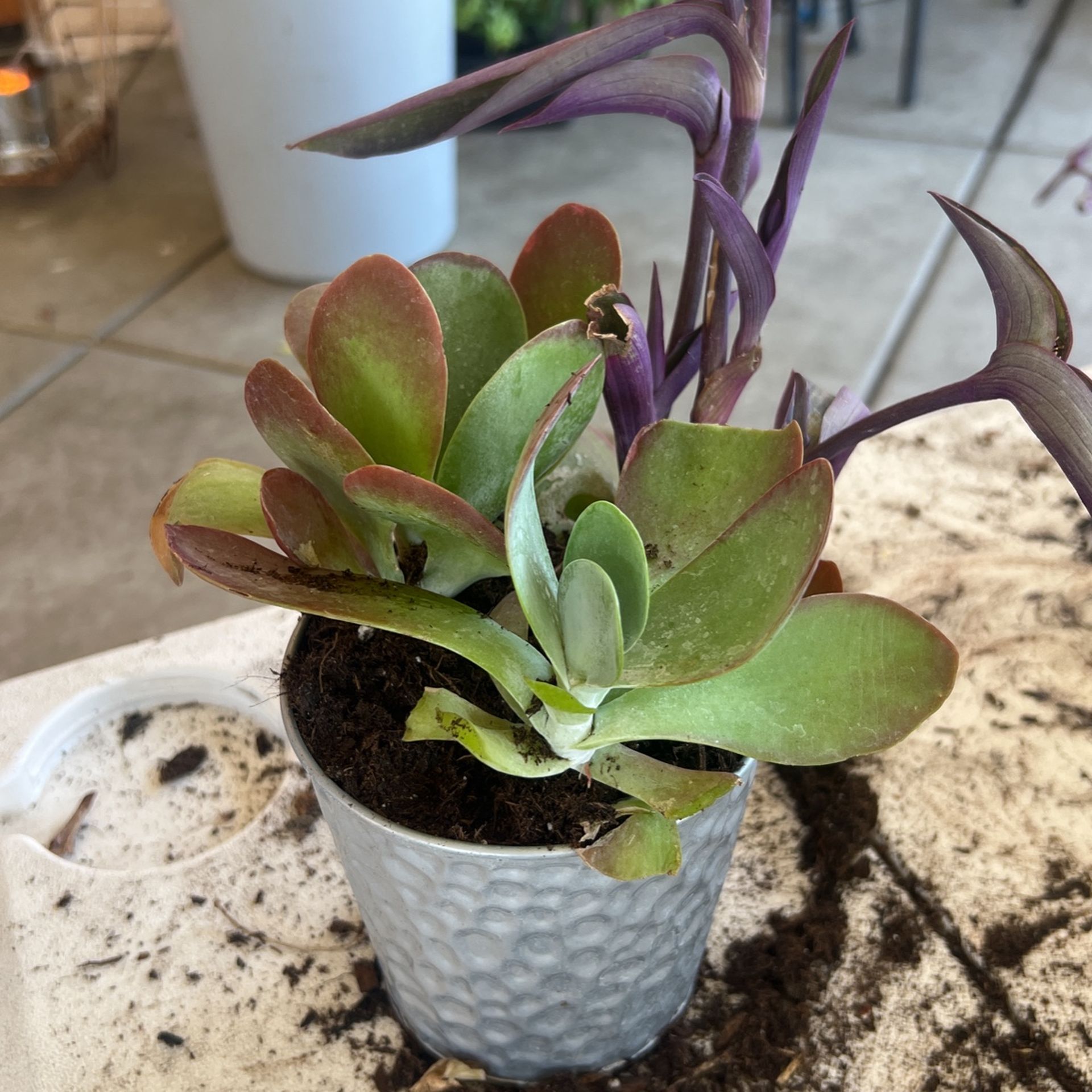 Succulents Plants