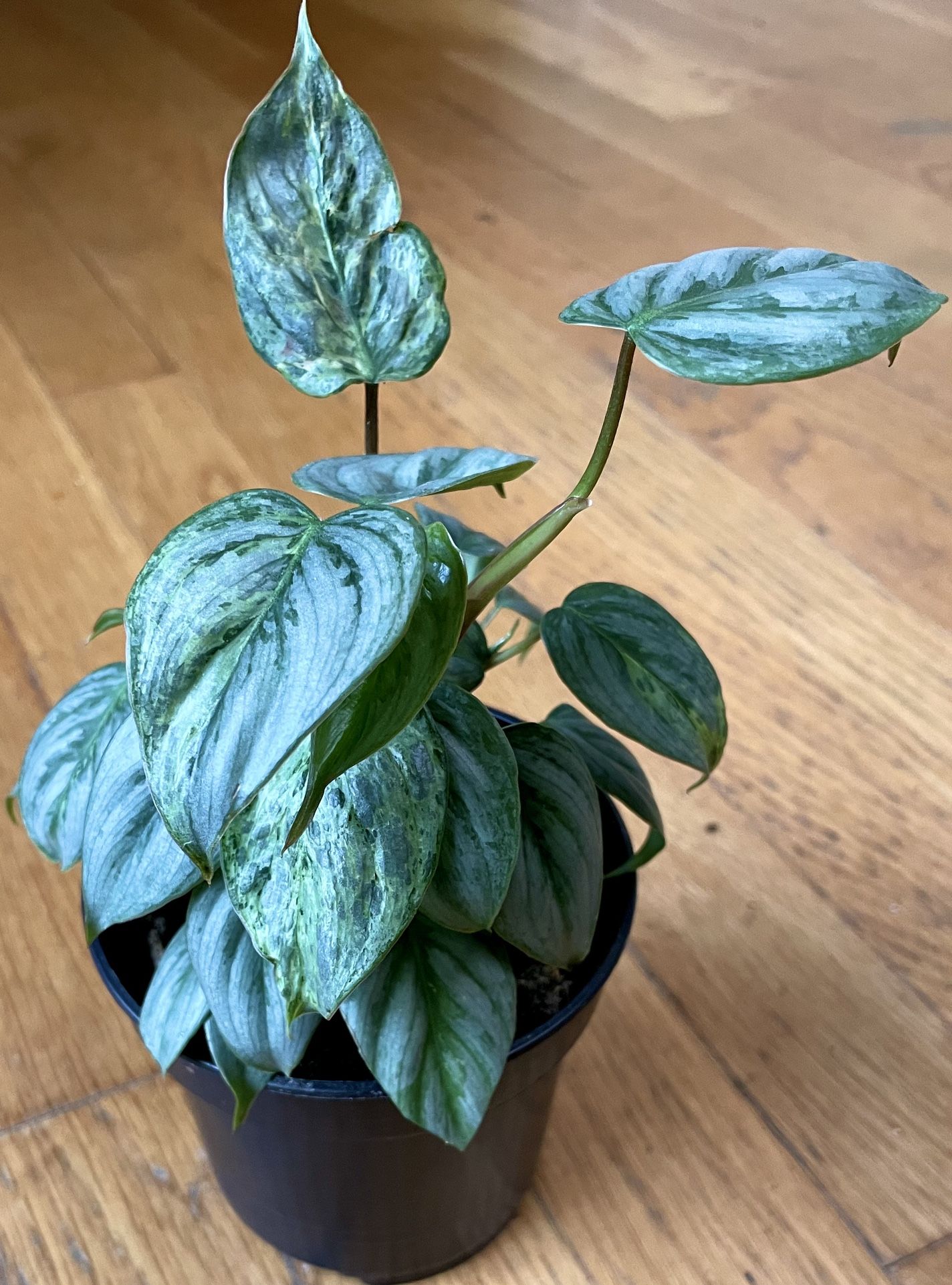 Rare Variegated Sodiroi Philodendron Plant / 2 in 1 Pot / Free Delivery