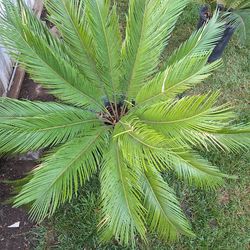Sago Palm Tree