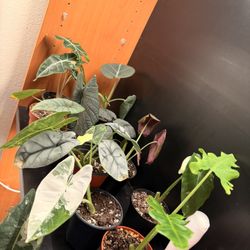 Alocasia Plant Bundle 