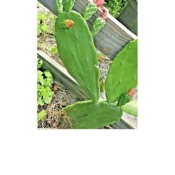 Prickly Pear Cactus 