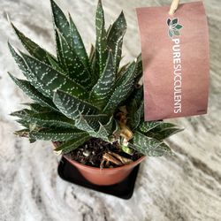 Succulent / Cactus Plant ( $5 Each) Read Ad 