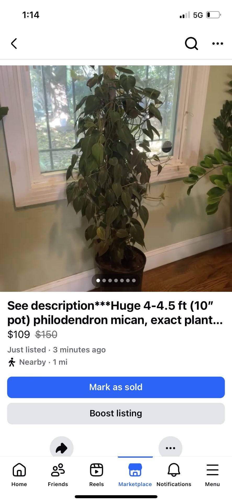 See description***Huge 4-4.5 ft (10” pot) philodendron mican, exact plant; 95820