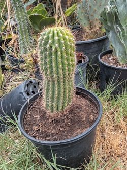 Hedgehog cactus plant